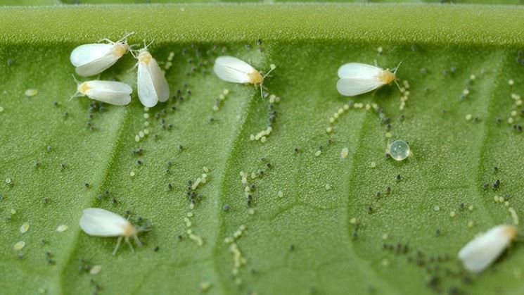 Piante, Cocciniglia e mosca bianca: cause sintomi e soluzioni