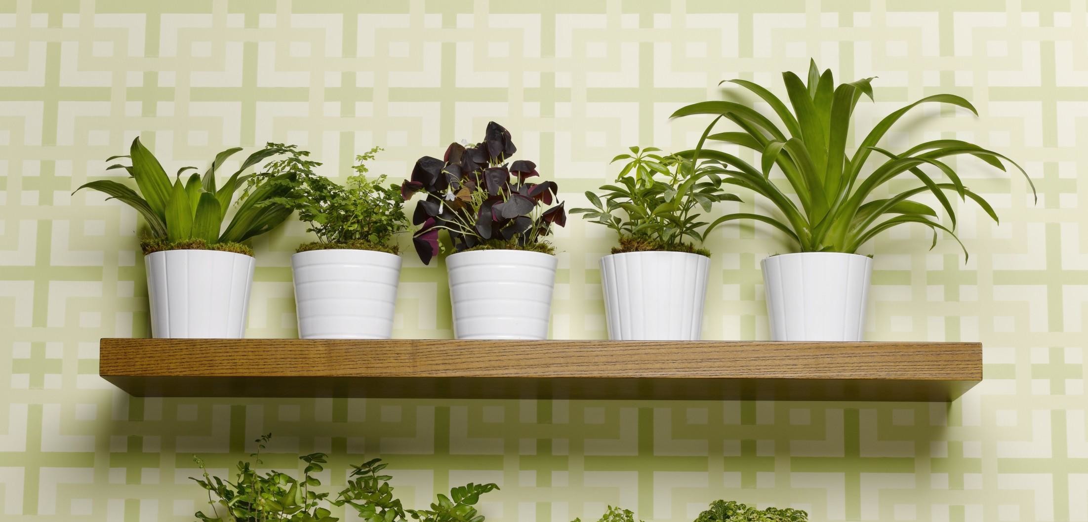 Natural Indoor Air Purification with Plants: Enhance Your Home's Interior with Plant-Based Air Filtration