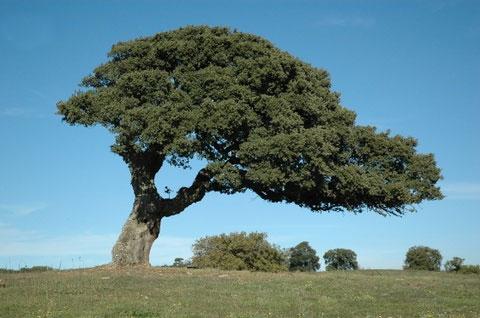 Grandi Alberi, querce sughero: caratteristiche coltivazione