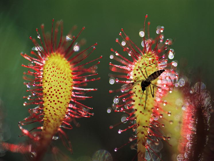 Idee Giardino, Piante carnivore da esterno