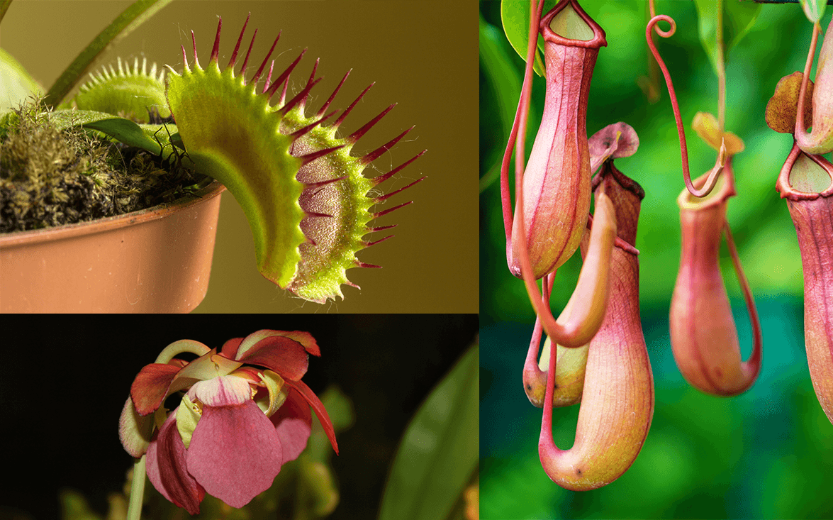 Idee Giardino, Piante carnivore: cosa sono e come vivono