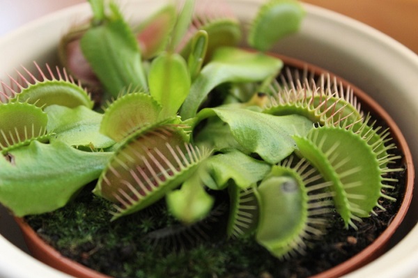Idee Giardino, Cosa mangiano le piante carnivore