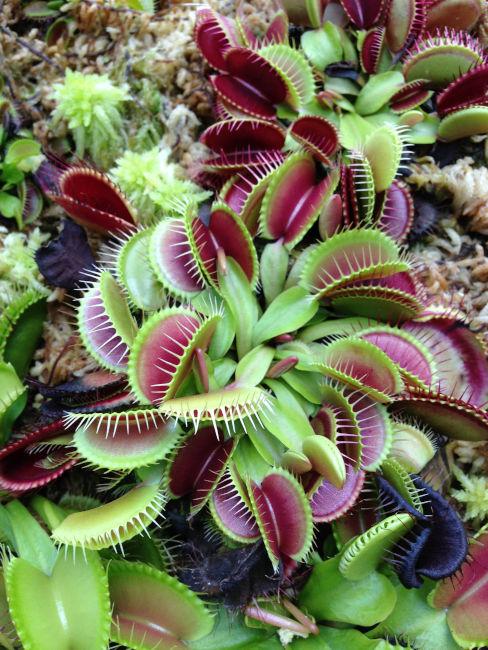 Idee Giardino, Quali piante carnivore scegliere: guida ideale per la scelta