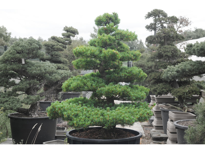 Idee Giardino, Piante, pino bianco giapponese pinus perviflora