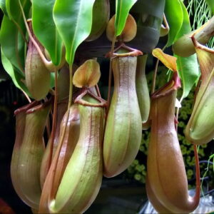 Idee Giardino, Piante carnivore facili da curare