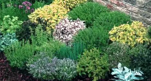 piante aromatiche da giardino
