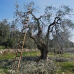 Potatura olivo: come potare e quando farlo