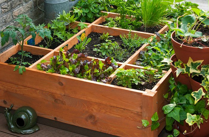 Idee Giardino, Orto sul balcone: cosa coltivare in inverno