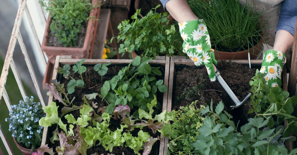 Idee Giardino, Come realizzare un orto su un balcone