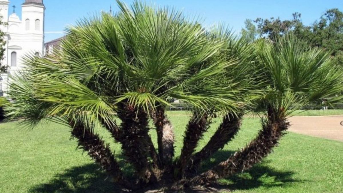 palme giardino: possono delle malattie