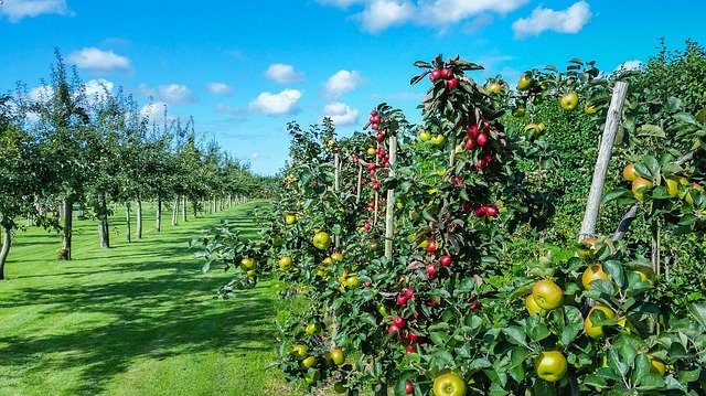 Idee Giardino, dove vanno piantati gli alberi frutto
