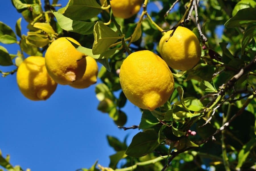 Idee Giardino, potatura limone: qual è periodo migliore farla