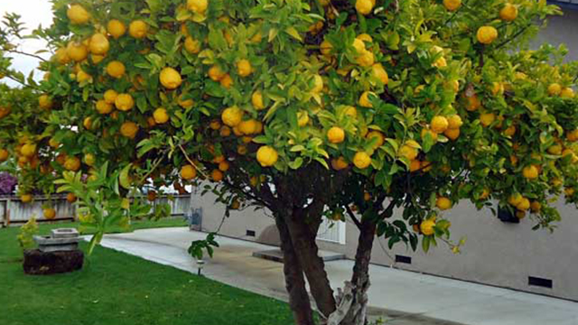 Idee Giardino, quali gli alberi frutto più resistenti