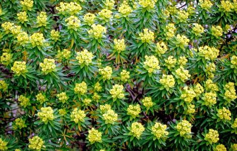 Beautiful Euforbia: A Stunning Plant Image from Planetasrl Blog Discover the captivating beauty of Euforbia - a stunning plant species with an exquisite image | Planetasrl.net Blog