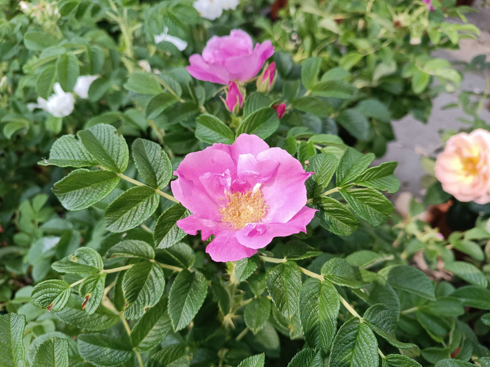Rosa Rugosa: A Stunning Flowering Plant for Your Garden | Planetasrl Blog Discover the beauty of Rosa Rugosa - a captivating flower captured in this stunning photograph.