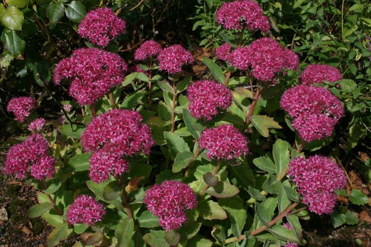 Top Types of Outdoor Plants Resistant to Sun and Cold: Key Varieties | Planetasrl.net Blog Discover the top varieties of outdoor plants that are resilient to both harsh sunlight and cold weather at Planetasrl.net. Explore our blog to find valuable insights on the best types of plants for your outdoor space.