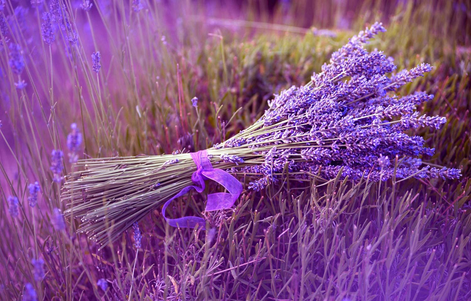 Discover the beauty of Lavanda: A captivating image capturing the essence of Lavender in full bloom. Explore the vibrant colors and soothing aroma of this enchanting plant, perfect for relaxation and aromatherapy. Enhance your senses with Lavanda's natural beauty and therapeutic benefits.