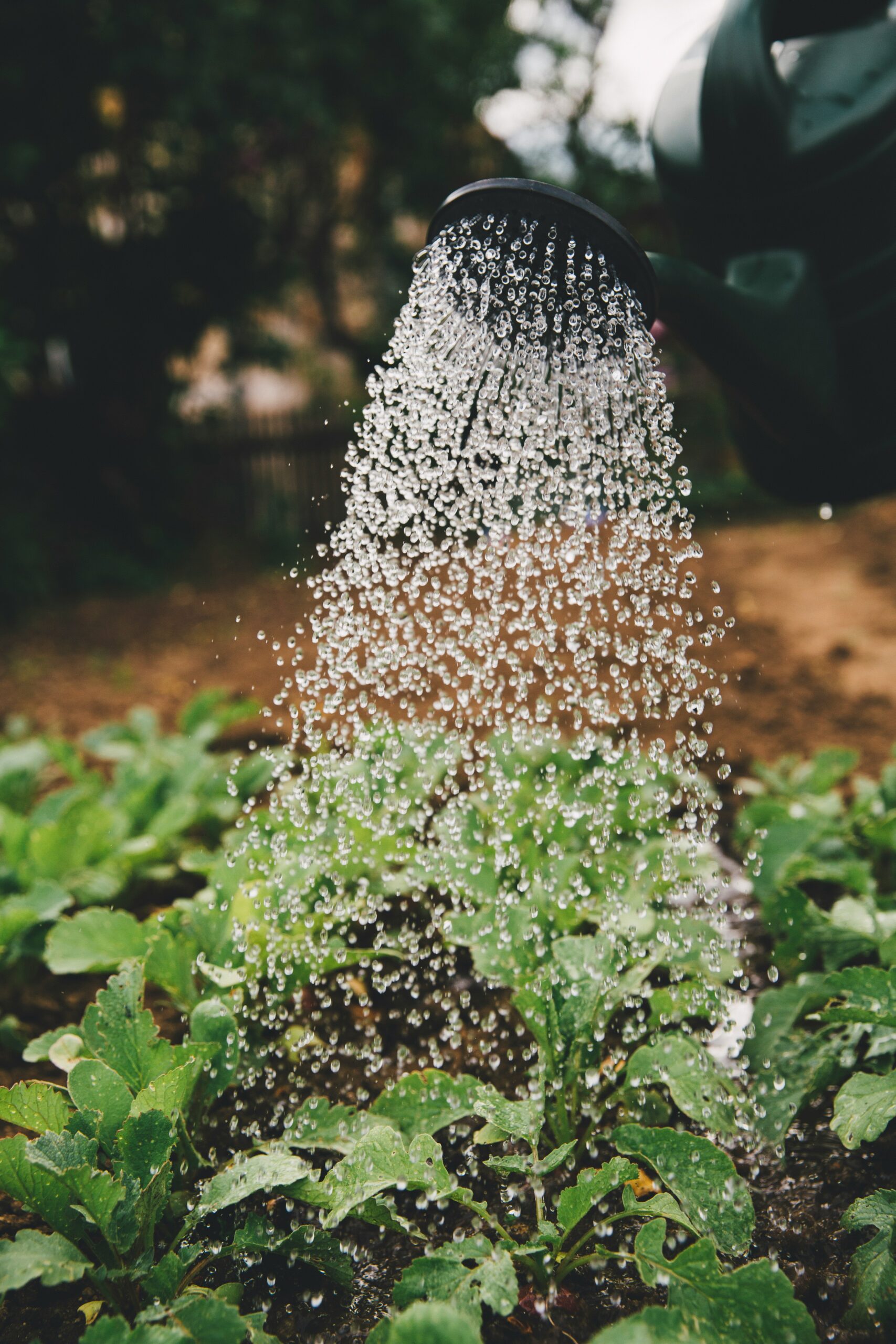 Impianto di irrigazione del giardino