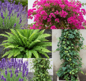 piante adatte ai terrazzi (lavanda, bouganville, felci, edera, ecc.)