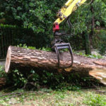 abbattimento alberi come fare