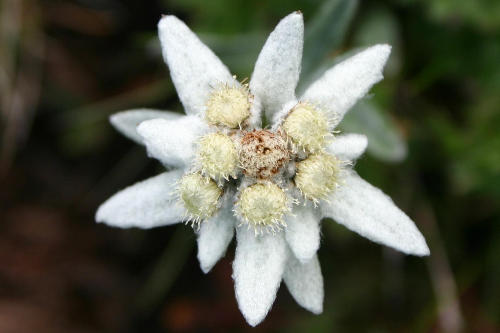 Catalogo piante sempreverdi e perenni da fiore per giardino