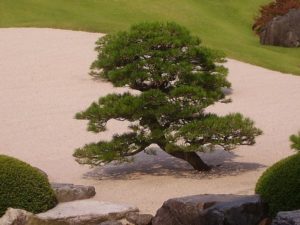 piante zen quali piante utilizzare in un giardino zen giopponese per meditazione