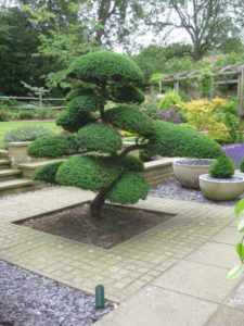 piante zen quali piante utilizzare in un giardino zen giopponese per meditazione