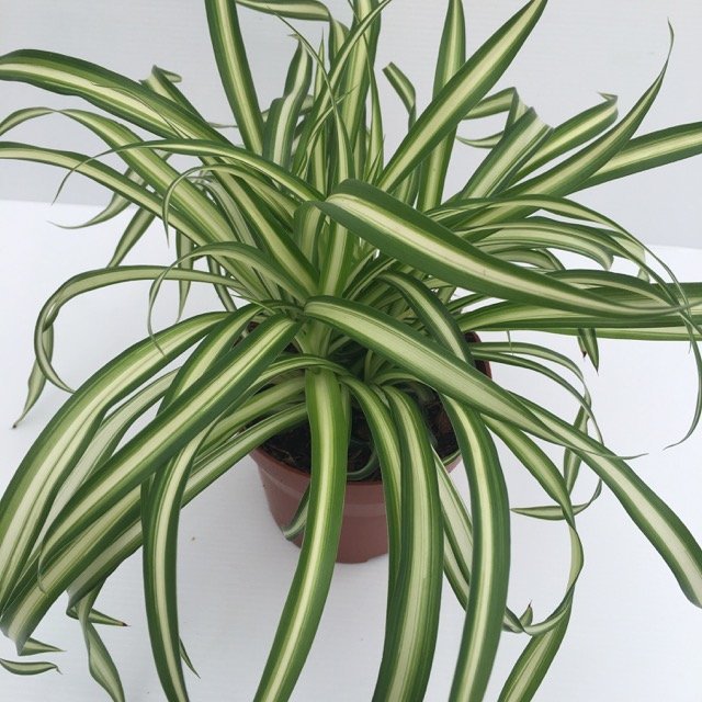 pianta chlorophytum comosum nastrino