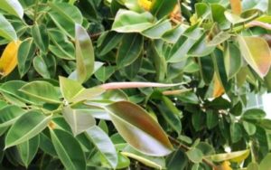 pianta ficus elastica o albero della gomma