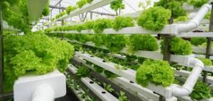 Vertical Farming e Skyfarming